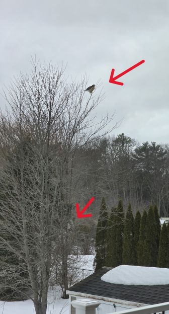 Coopers Hawk and Owl.jpg
